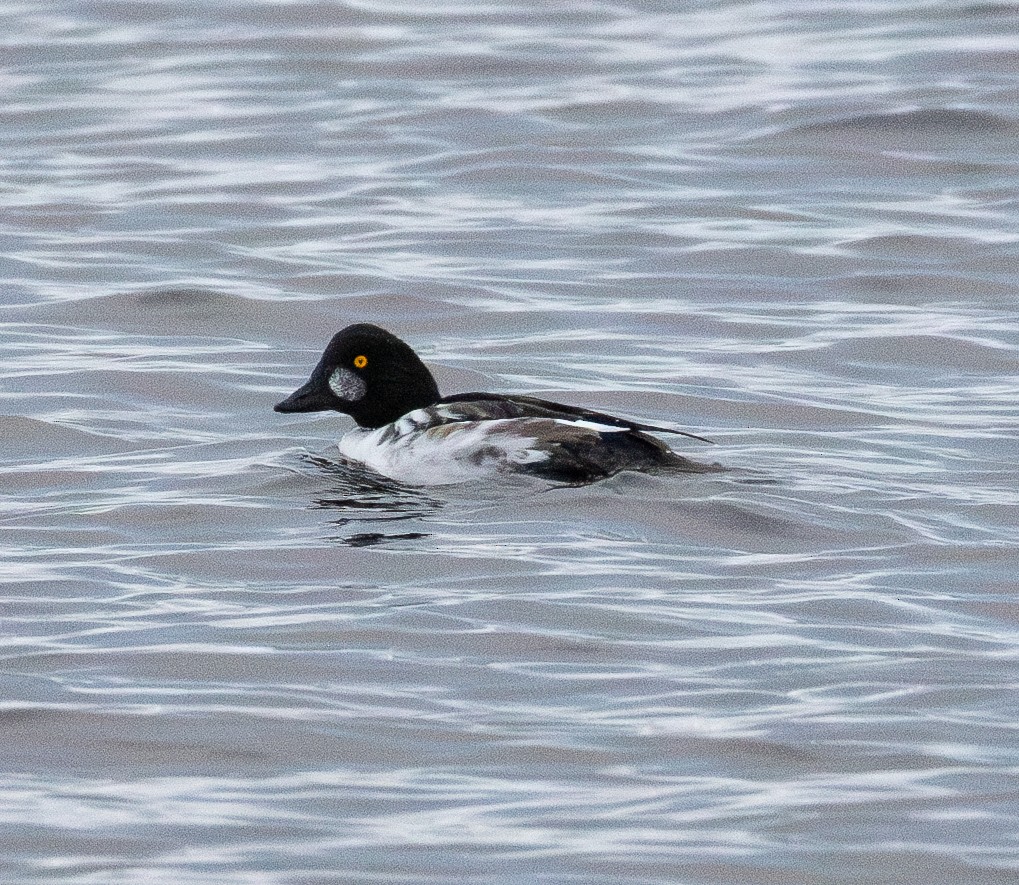 Common Goldeneye - ML645722345
