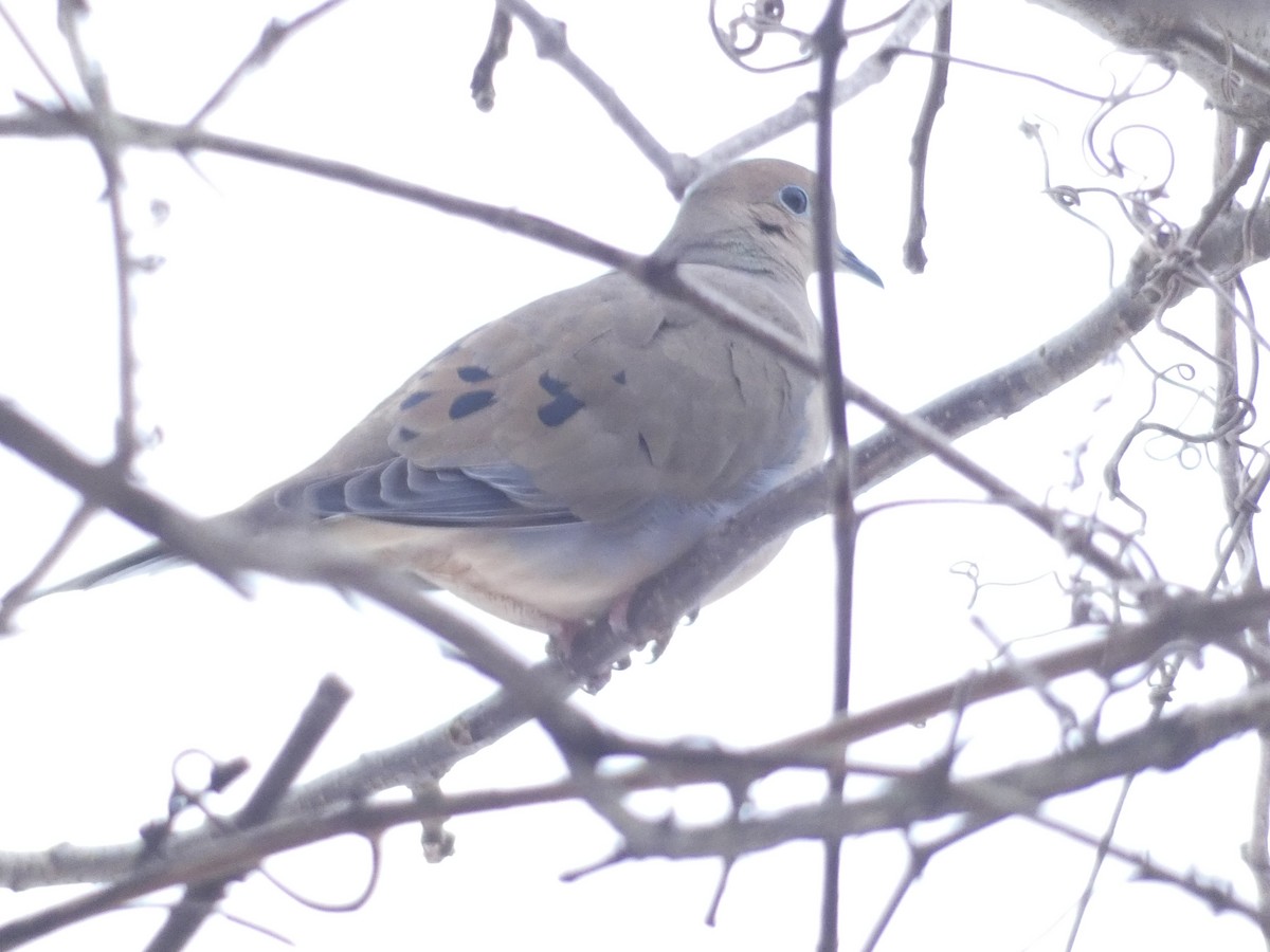 Mourning Dove - ML645722347