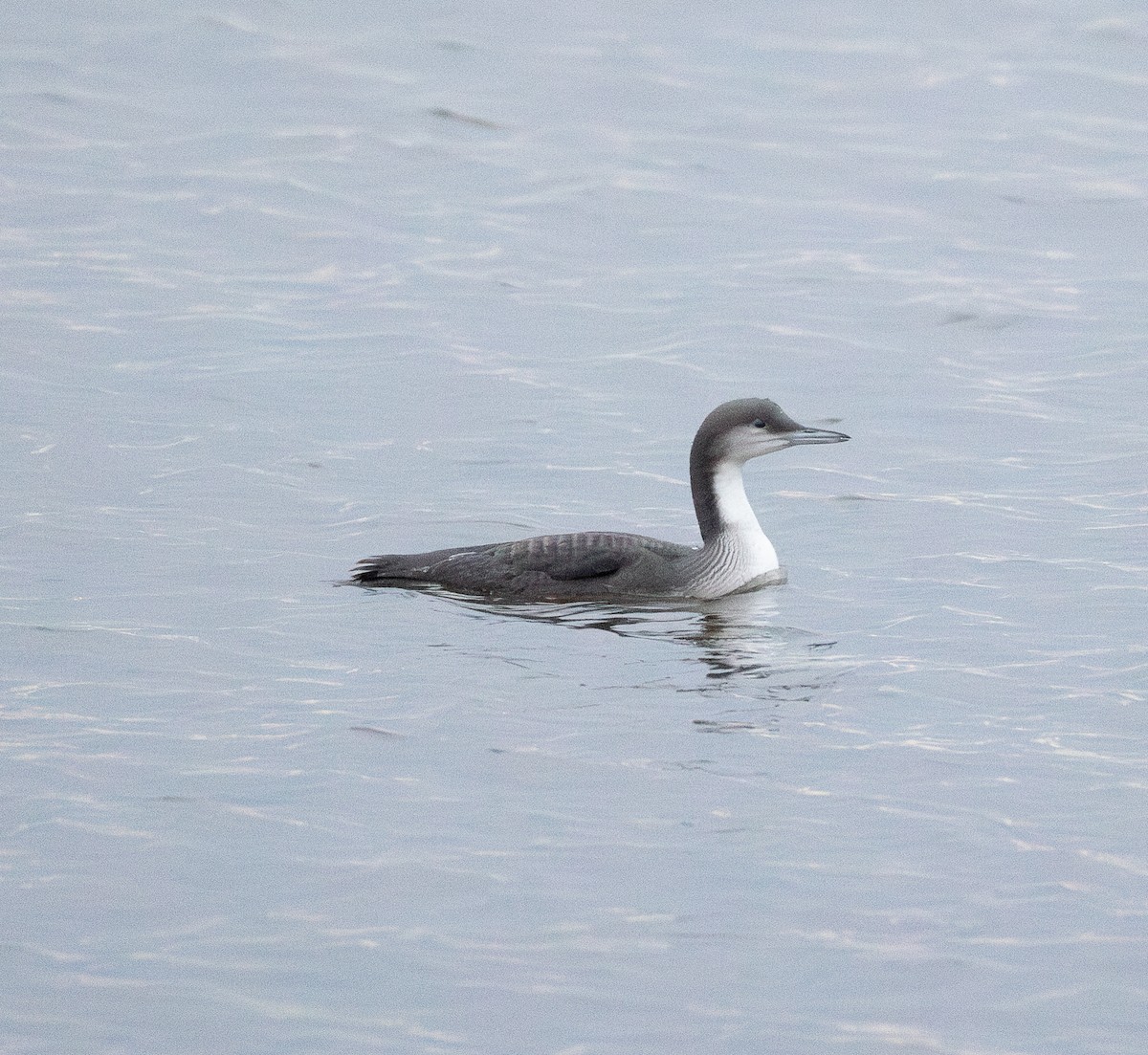Arctic Loon - ML645722351