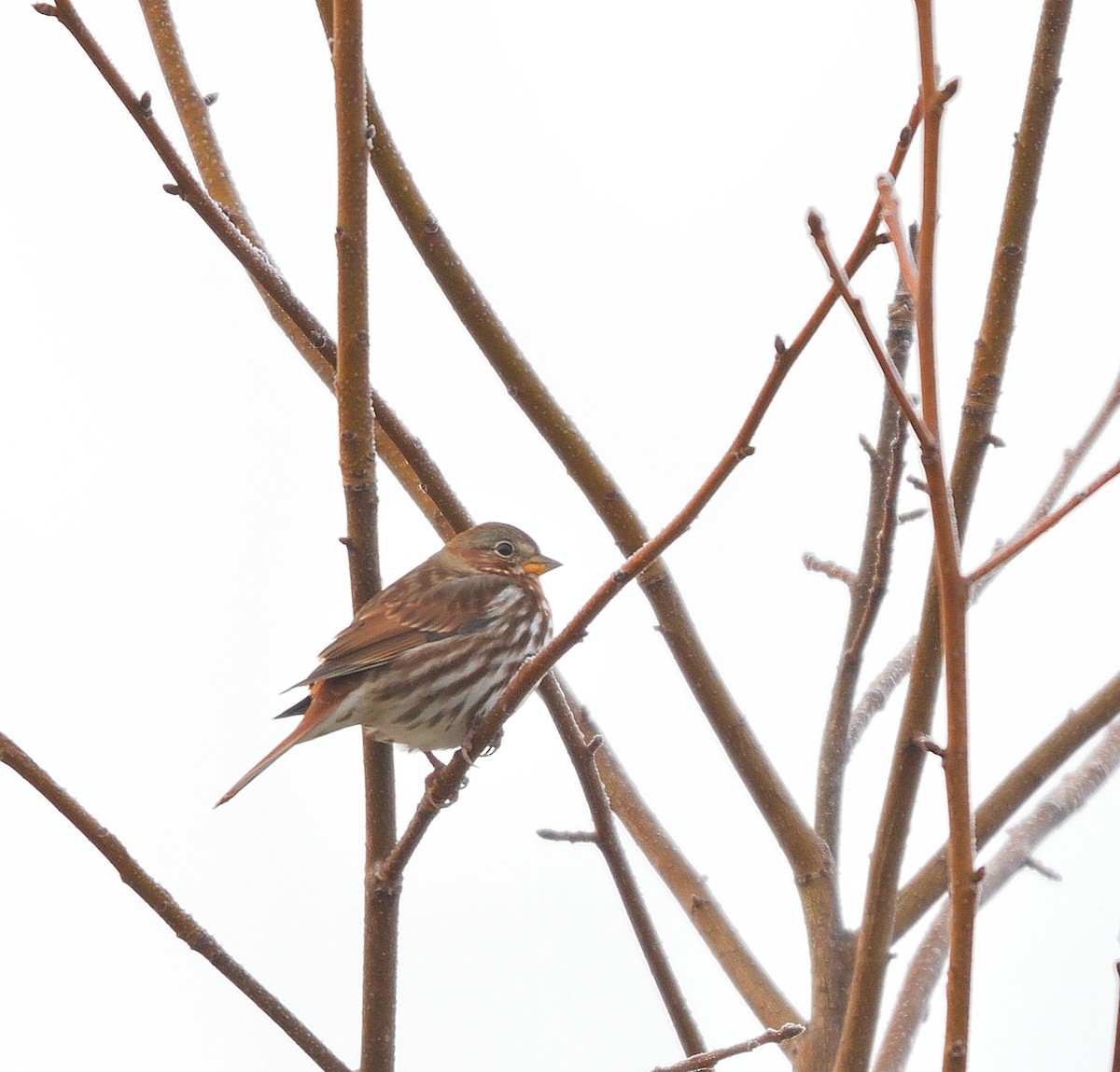 Fox Sparrow - ML645722353