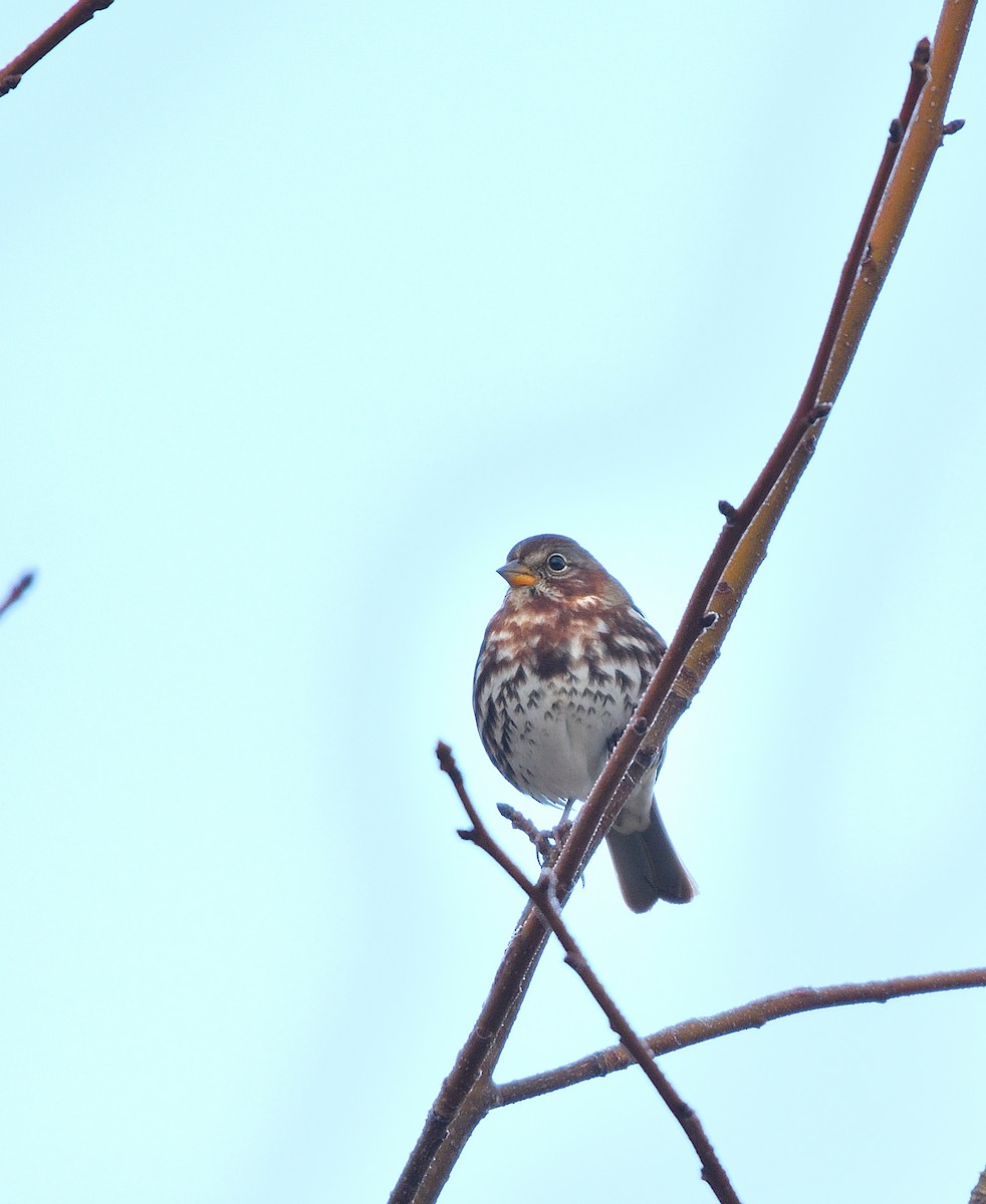 Fox Sparrow - ML645722354