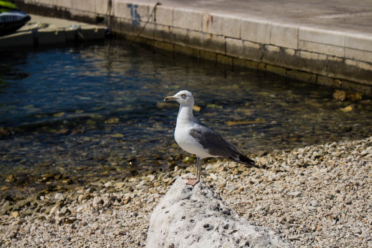 Yellow-legged Gull - ML645722364