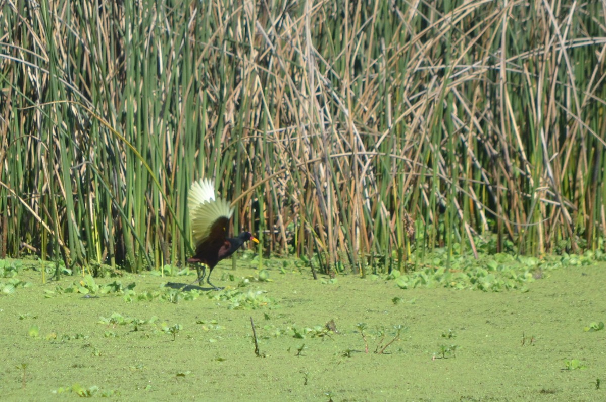 Wattled Jacana - ML645722365