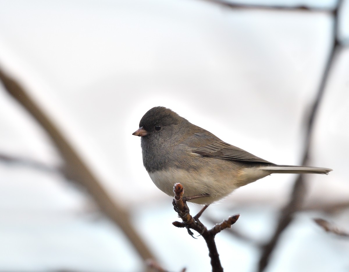 Dark-eyed Junco - ML645722371
