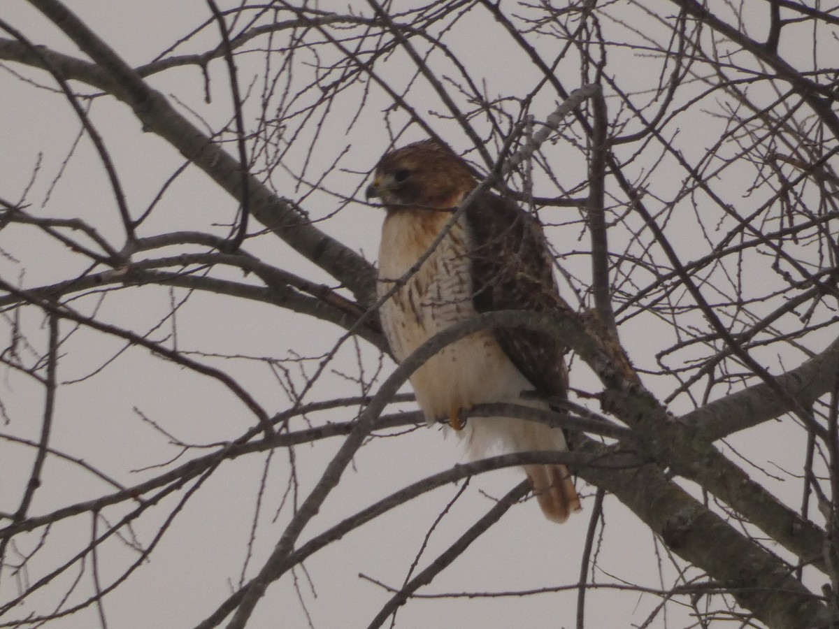 Red-tailed Hawk - ML645722387