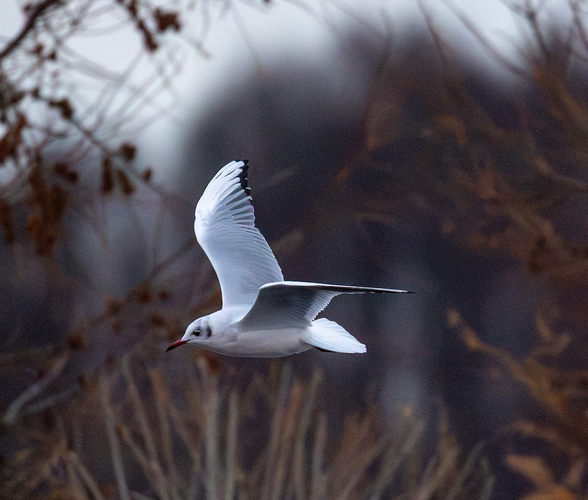 Black-headed Gull - ML645722388