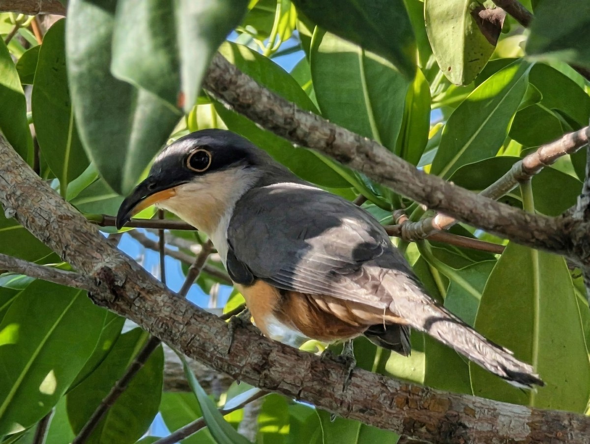 Mangrove Cuckoo - ML645722389