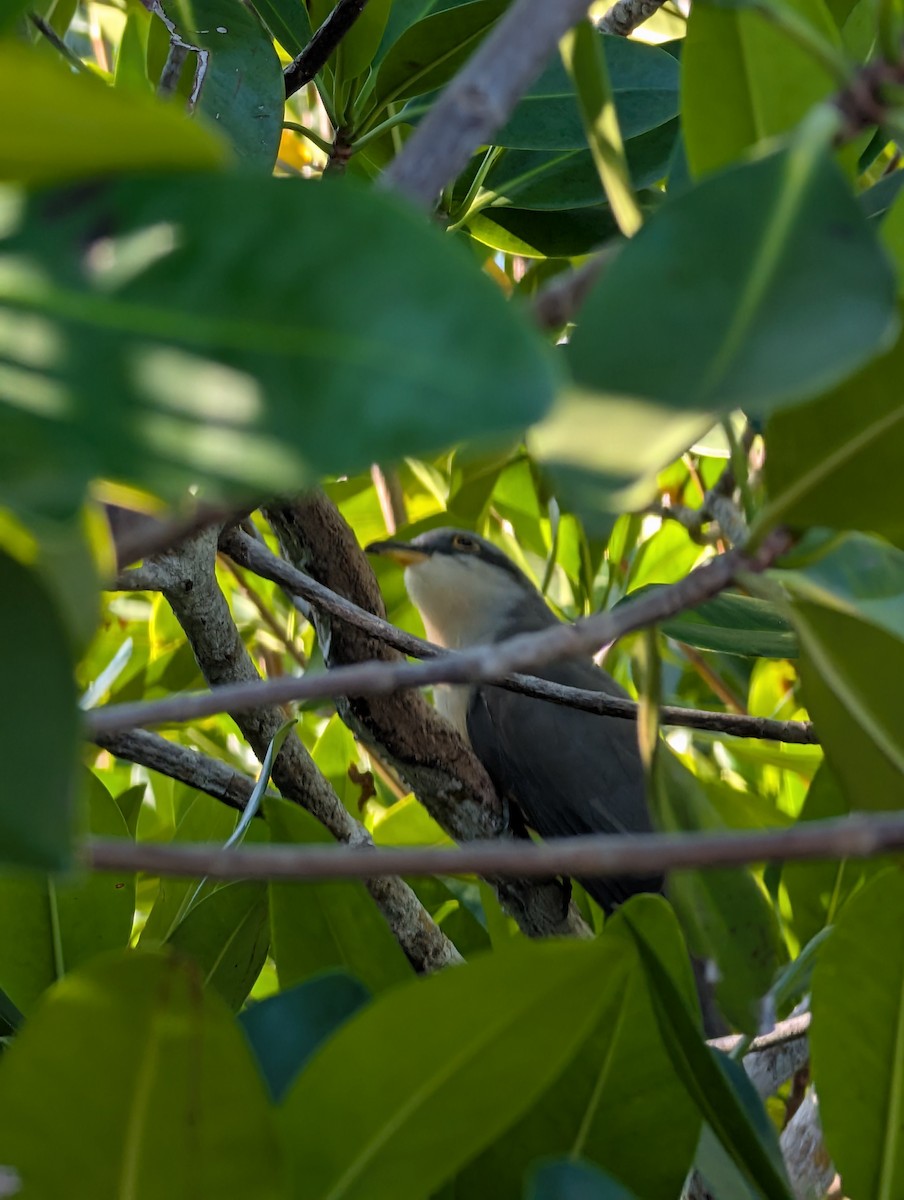 Mangrove Cuckoo - ML645722390