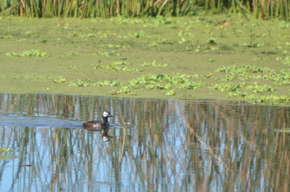 White-tufted Grebe - ML645722397