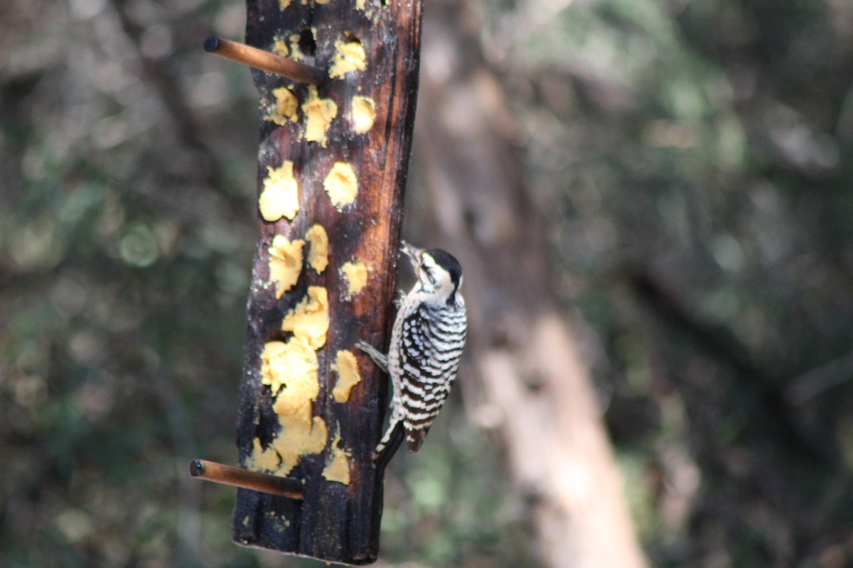 Ladder-backed Woodpecker - ML645722399