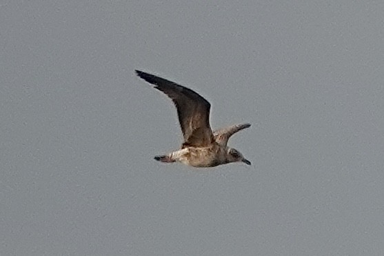 Lesser Black-backed Gull - ML645722400