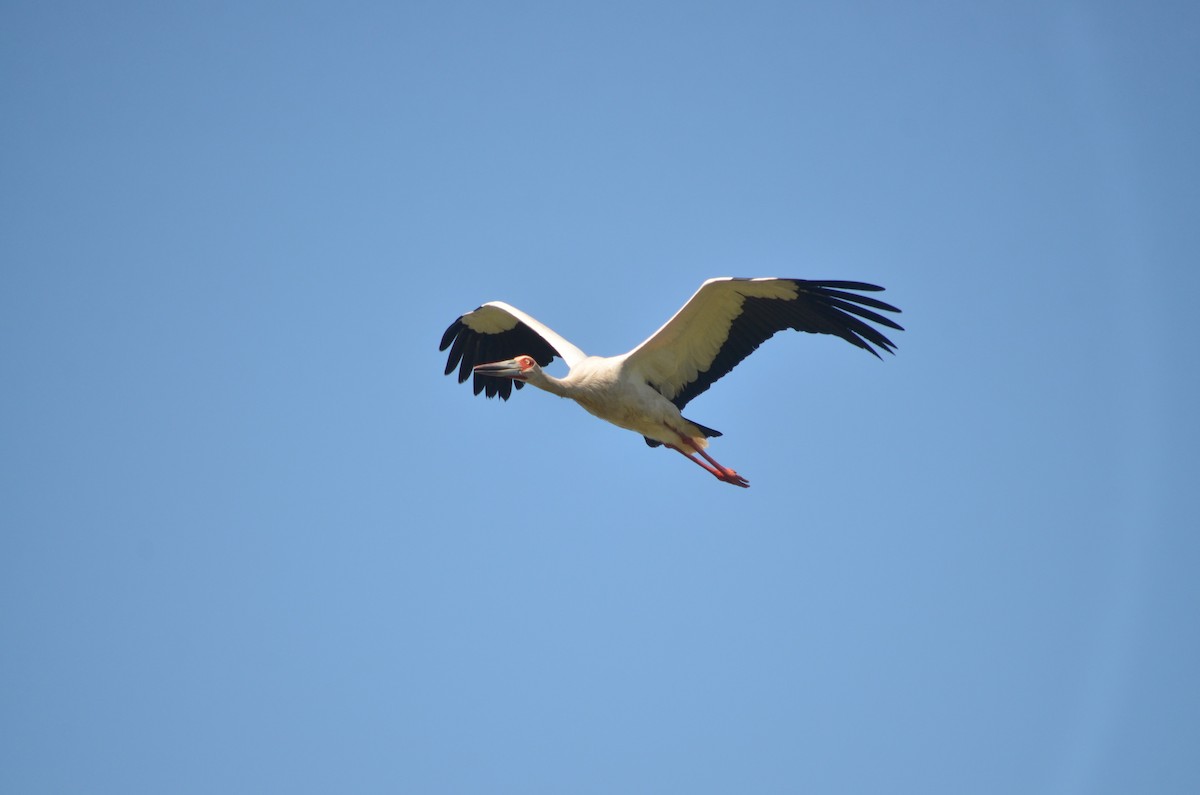 Maguari Stork - ML645722402