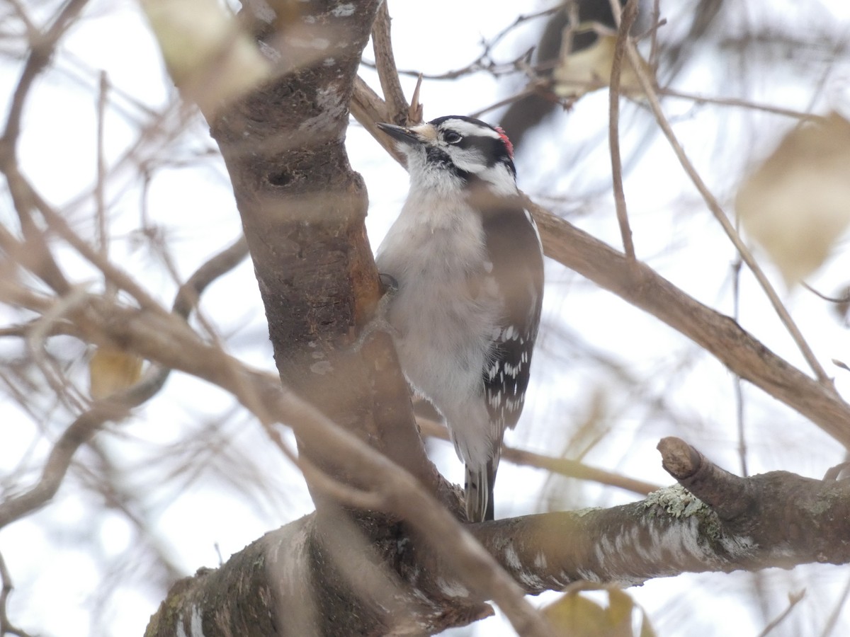 Downy Woodpecker - ML645722406