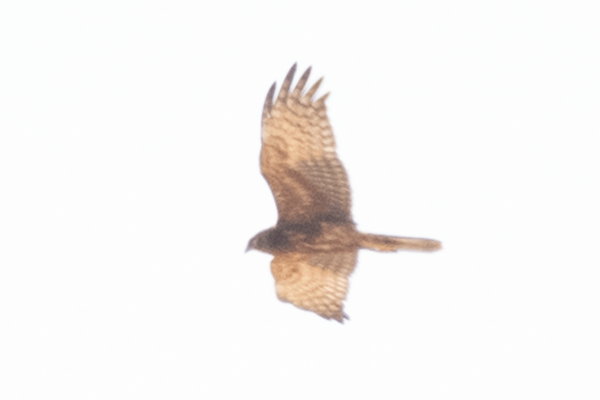 moták černobílý - ML645722412