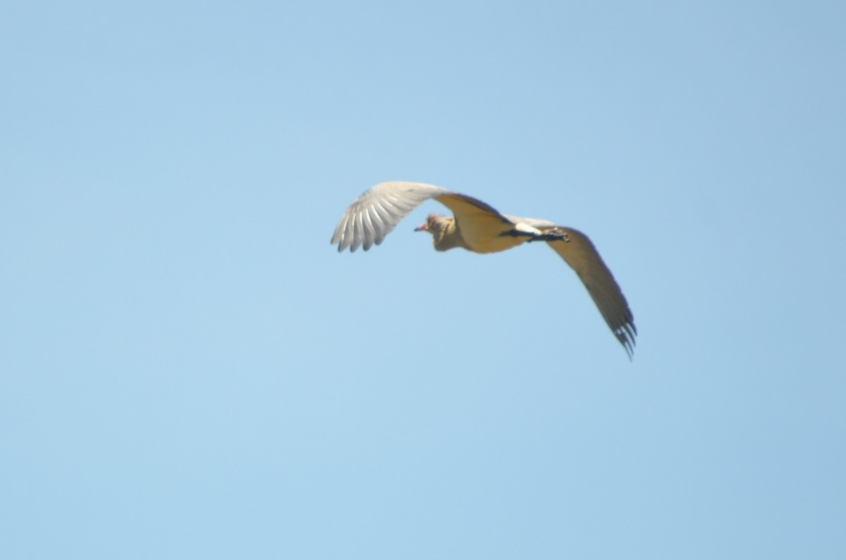 Whistling Heron - ML645722417