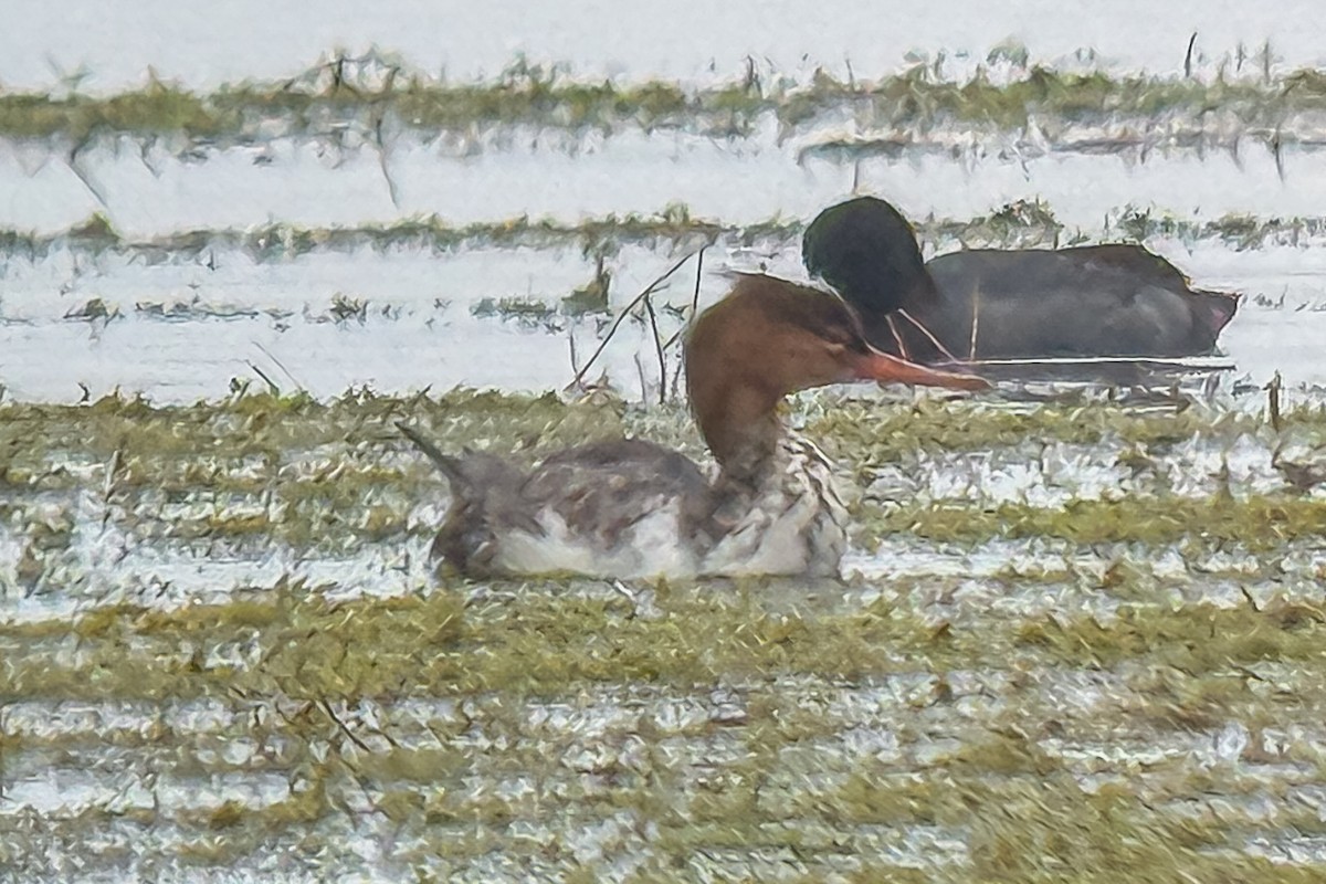 Red-breasted Merganser - ML645722429
