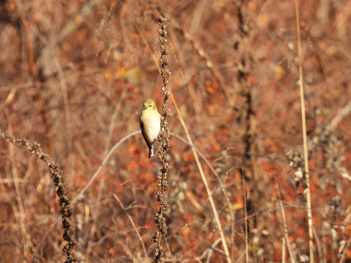 American Goldfinch - ML645722431