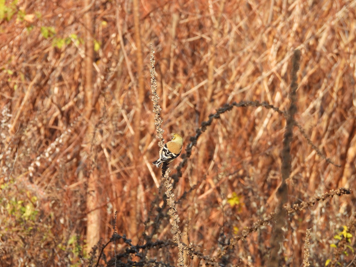 American Goldfinch - ML645722432