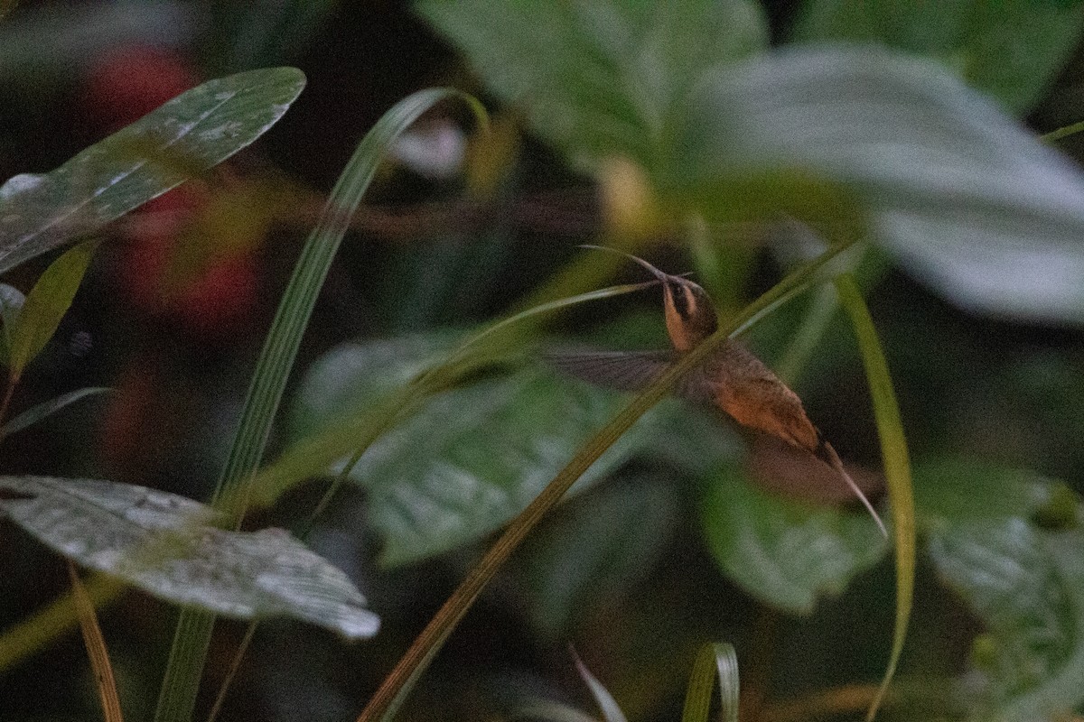 Tawny-bellied Hermit - ML645722433