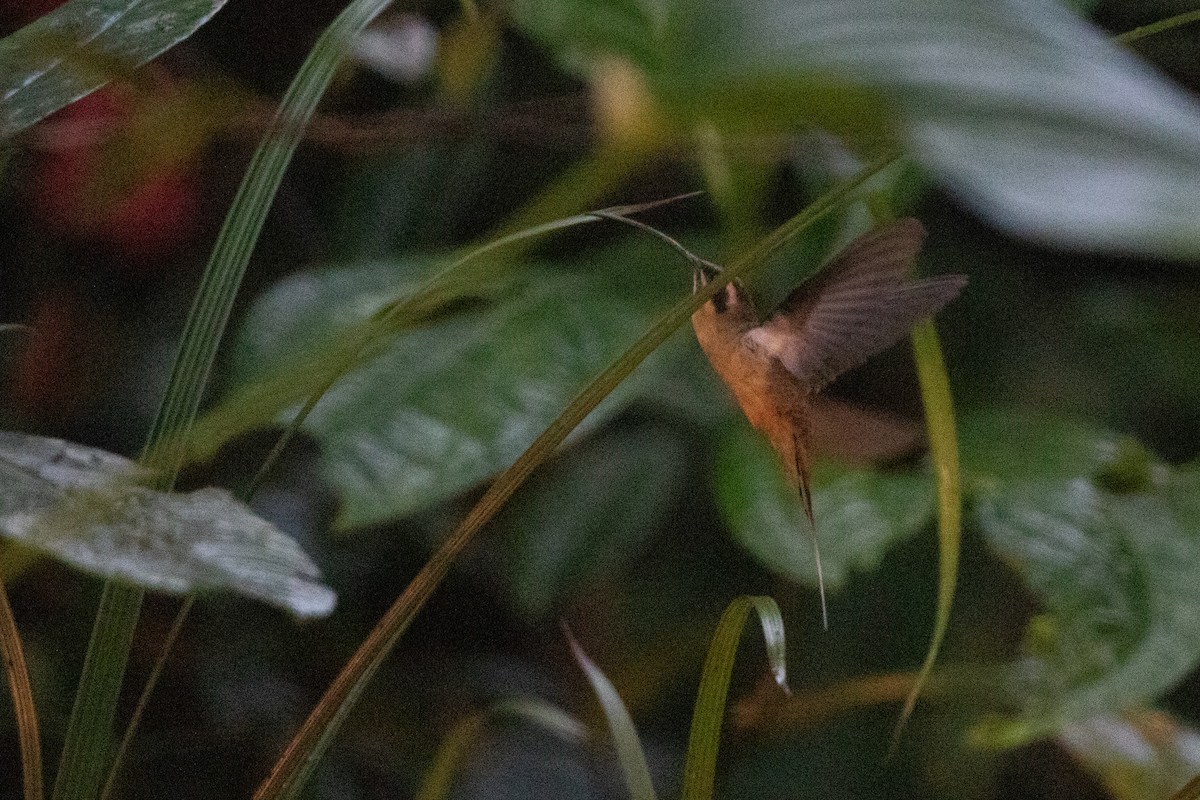 Tawny-bellied Hermit - ML645722434
