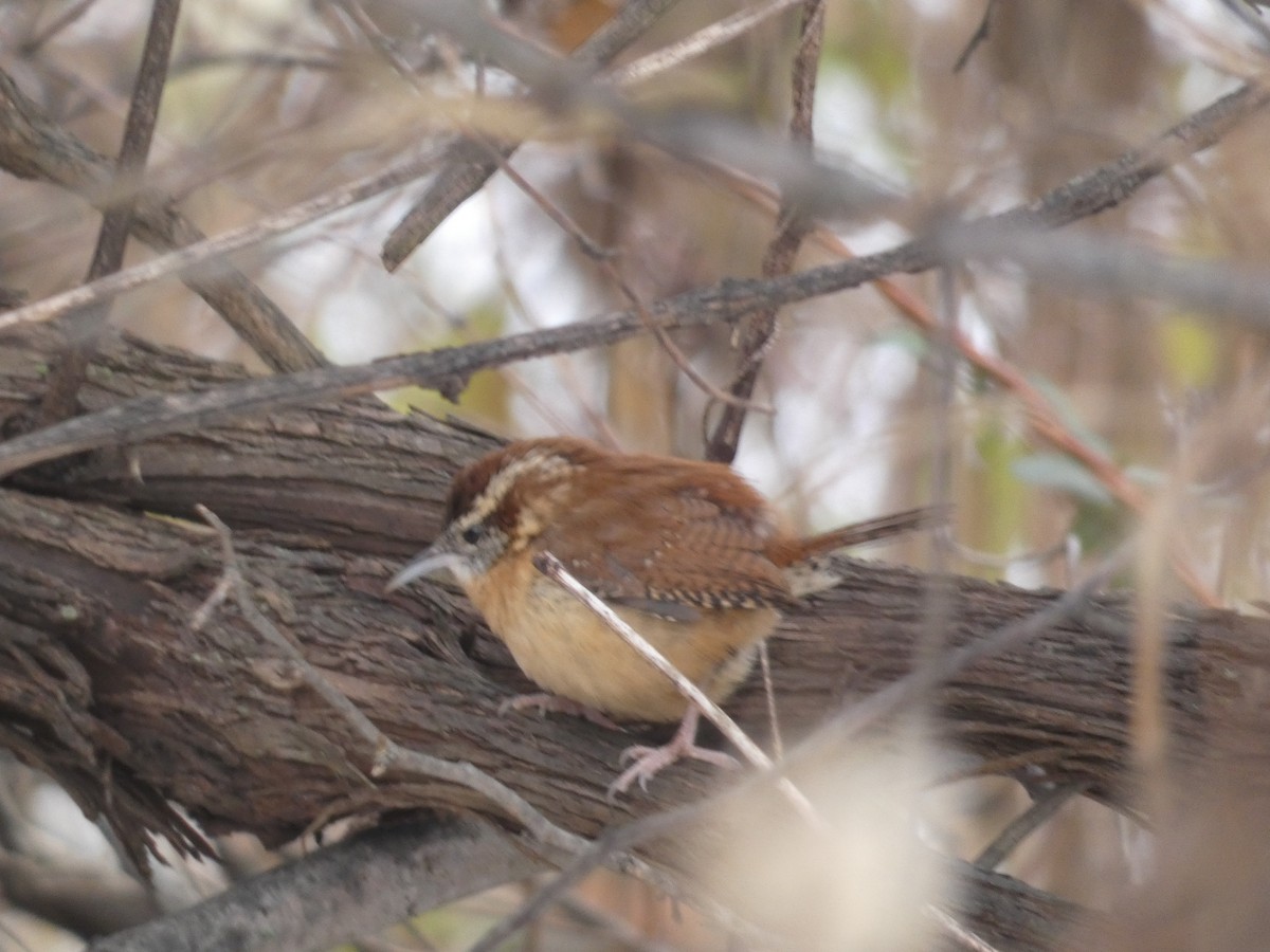 Carolina Wren - ML645722441