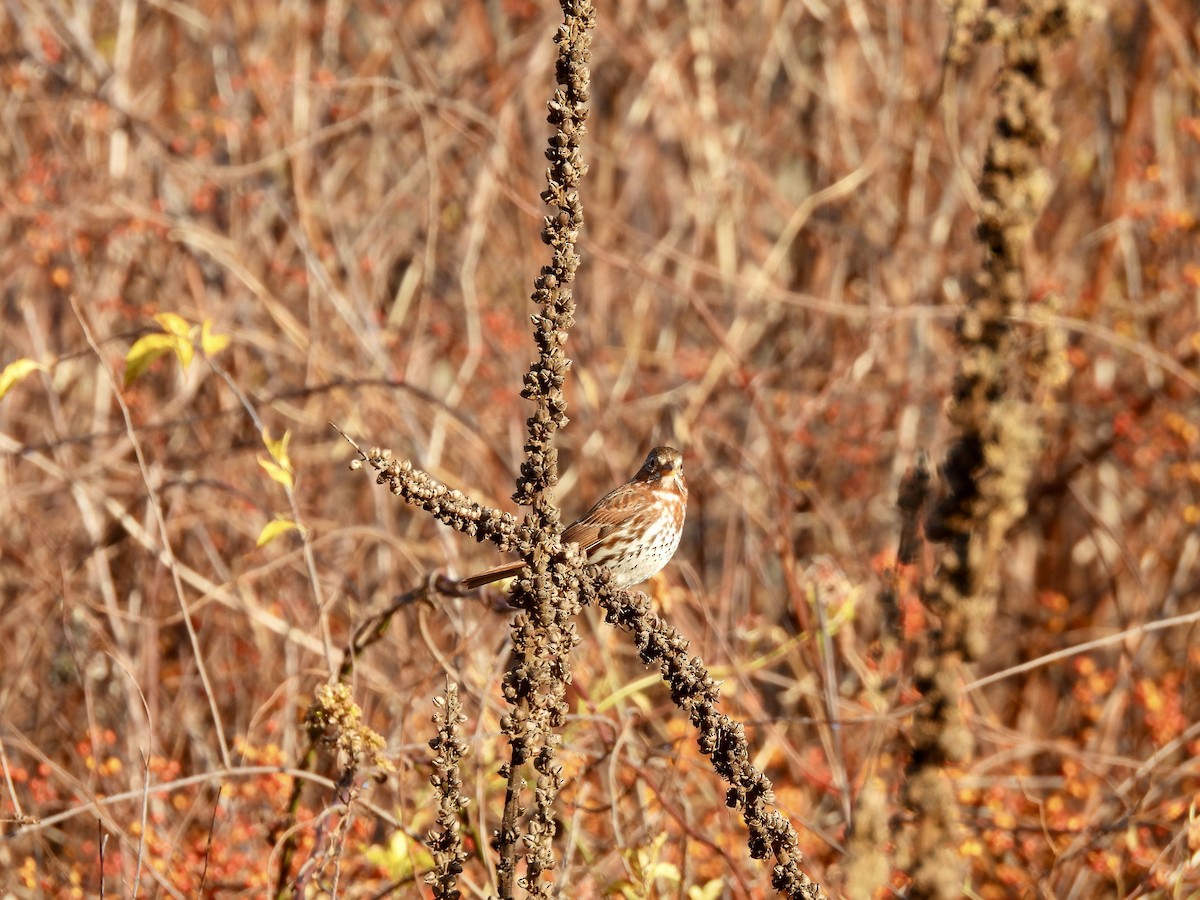 Fox Sparrow - ML645722442