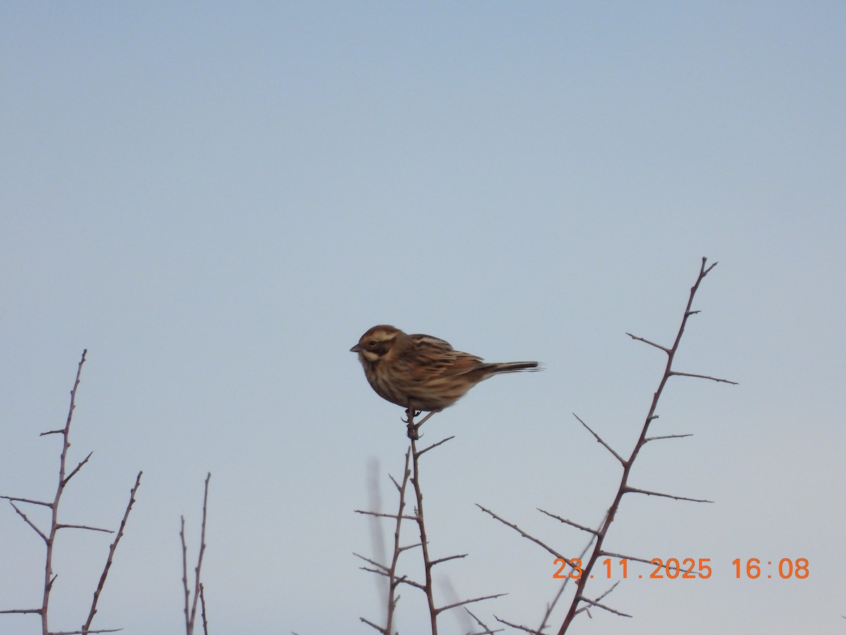 Migliarino di palude - ML645722445