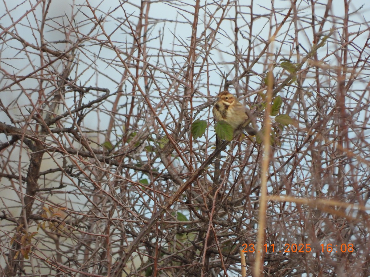 Migliarino di palude - ML645722450