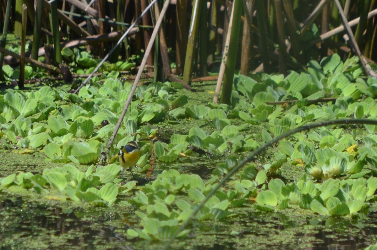 Many-colored Rush Tyrant - ML645722451