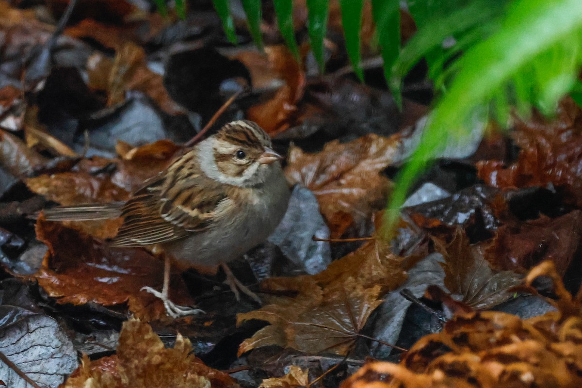 Clay-colored Sparrow - ML645722453