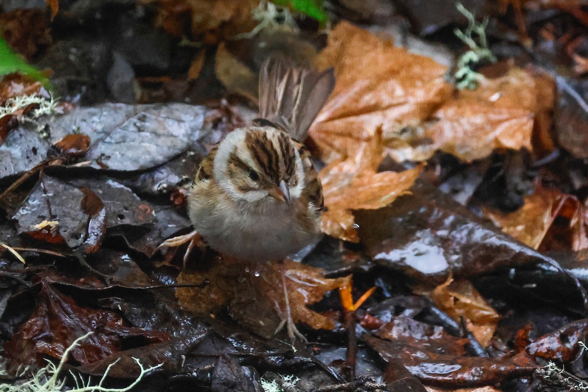 Clay-colored Sparrow - ML645722454