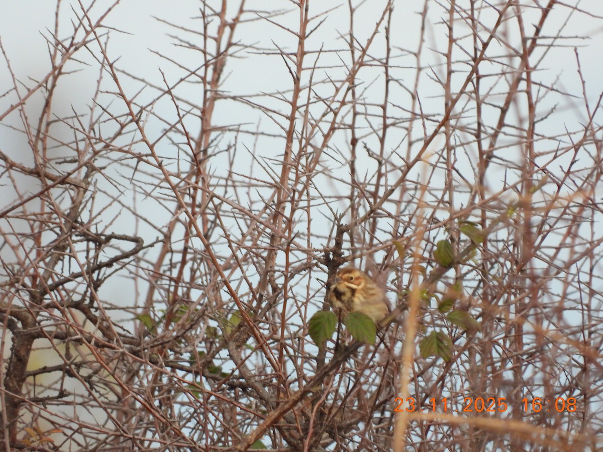 Migliarino di palude - ML645722480