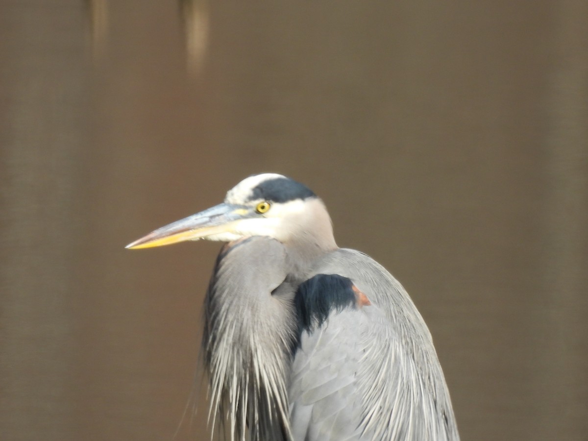 Great Blue Heron - ML645722482