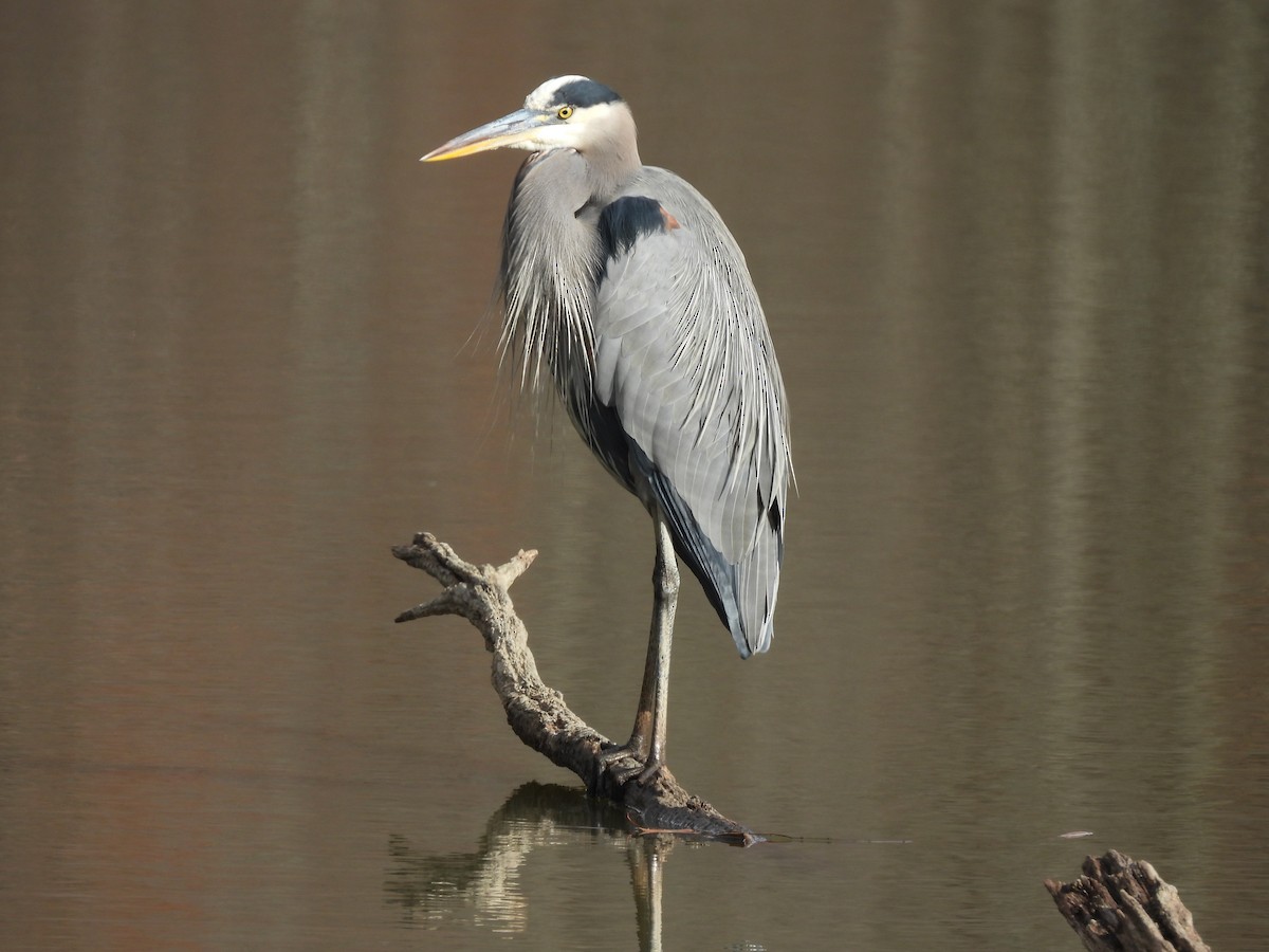 Great Blue Heron - ML645722483