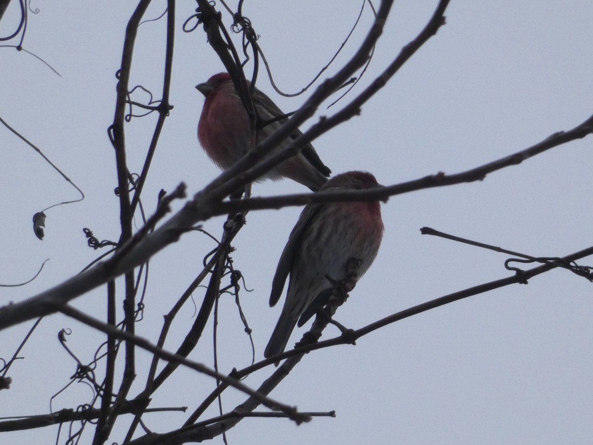 House Finch - ML645722485
