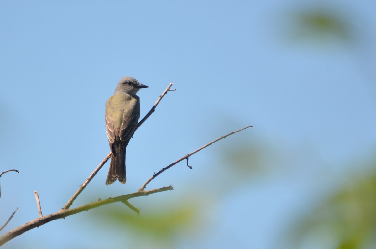 Tropical Kingbird - ML645722491
