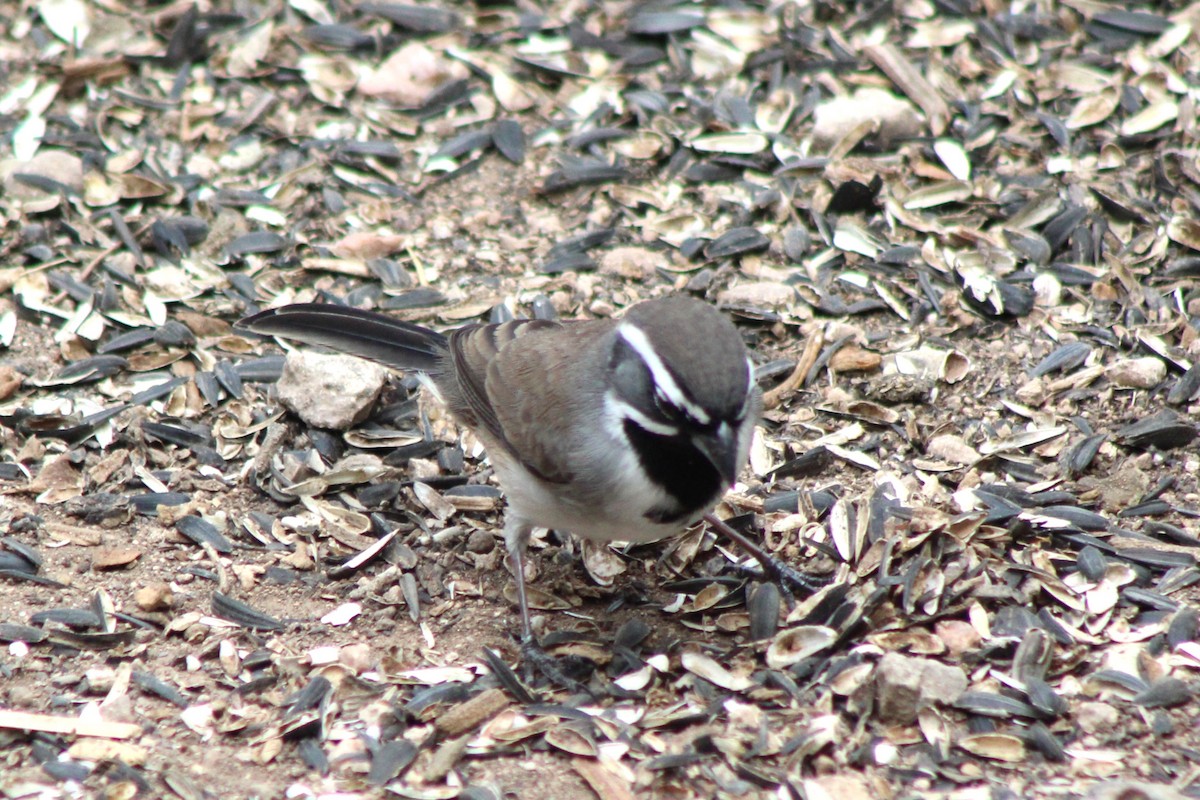 Black-throated Sparrow - ML645722492