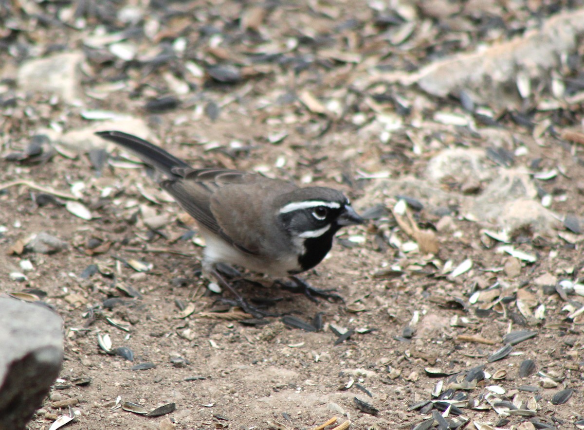 Black-throated Sparrow - ML645722493