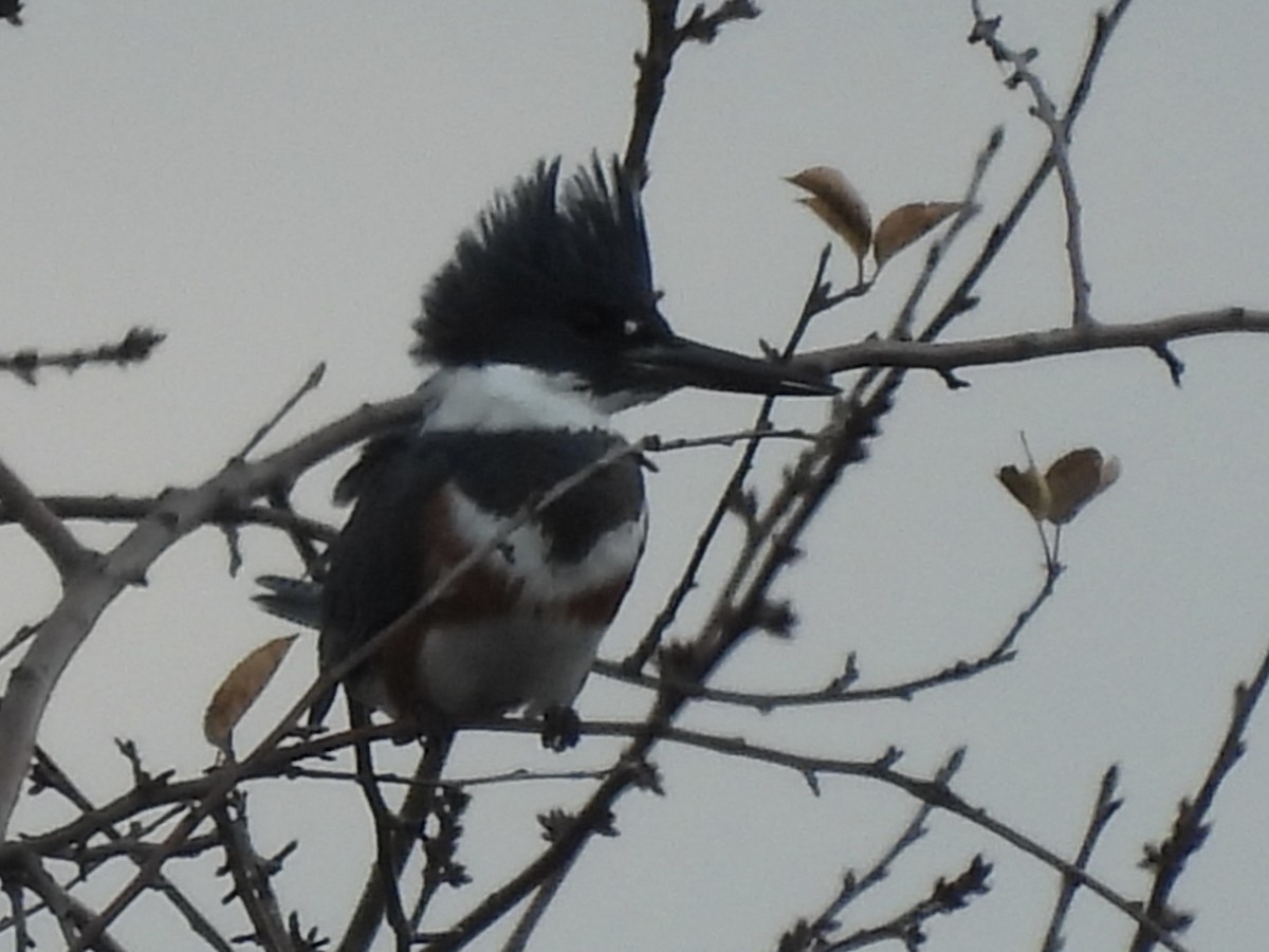 Belted Kingfisher - ML645722499