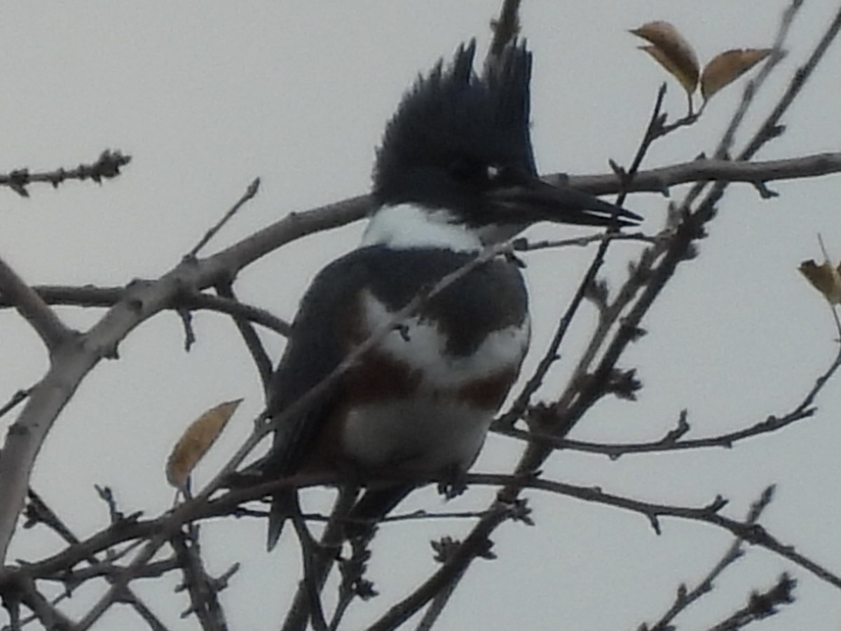 Belted Kingfisher - ML645722500