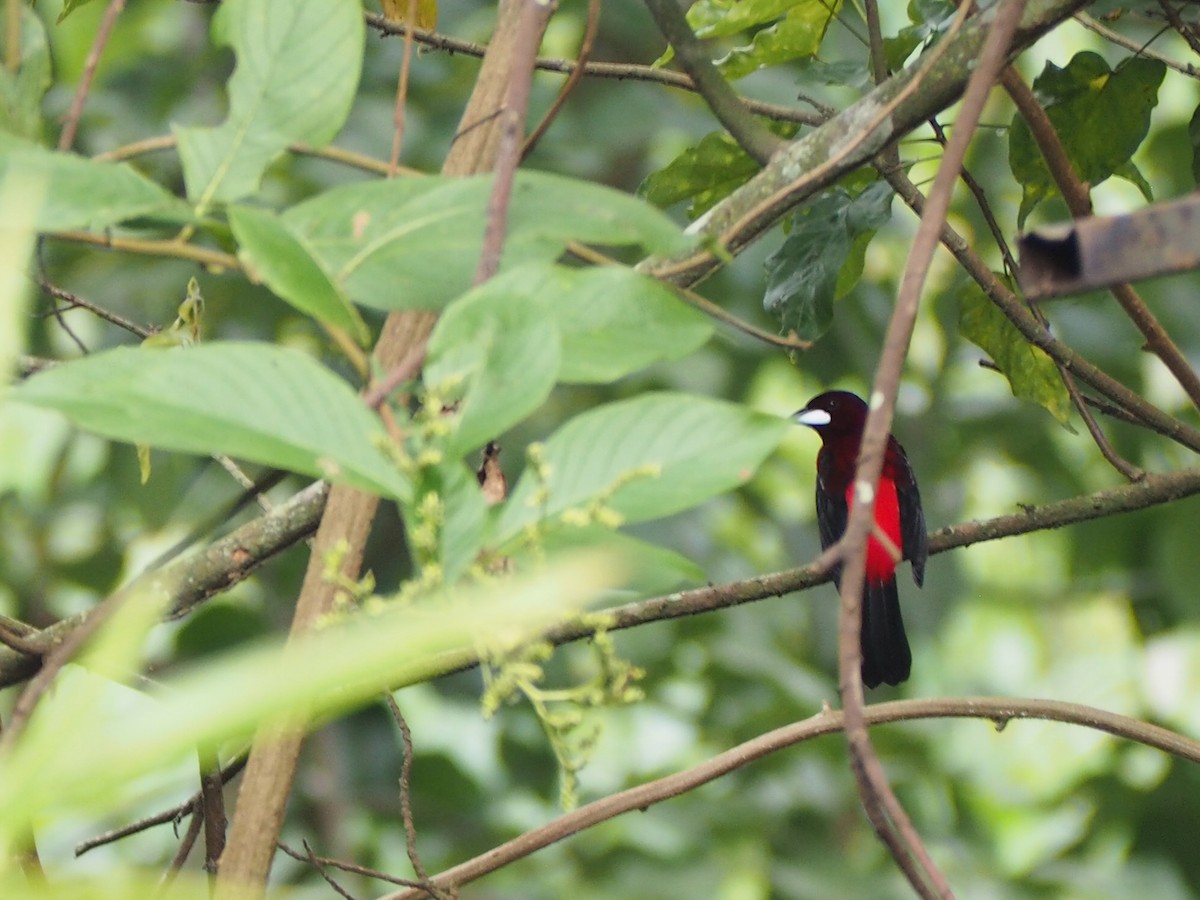 Crimson-backed Tanager - ML645722501