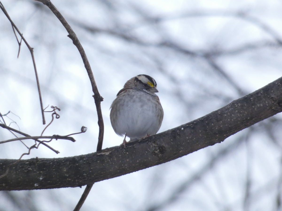 White-throated Sparrow - ML645722506