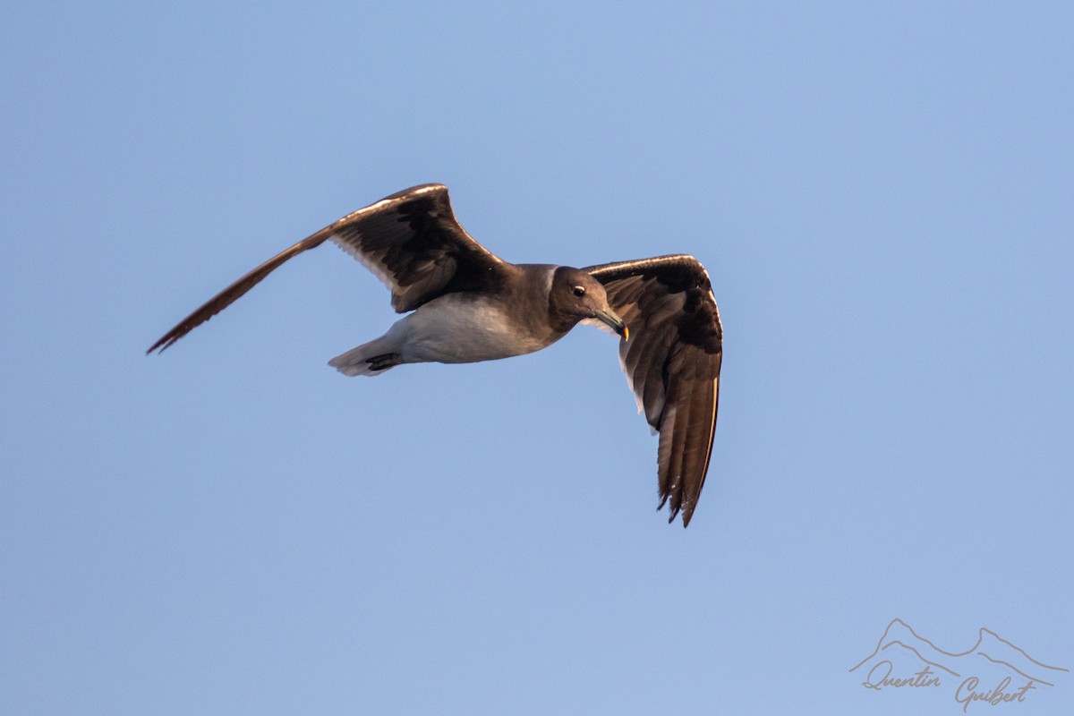 Sooty Gull - ML645722513