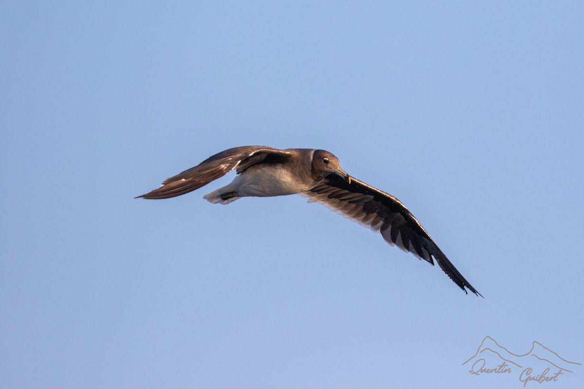 Sooty Gull - ML645722514