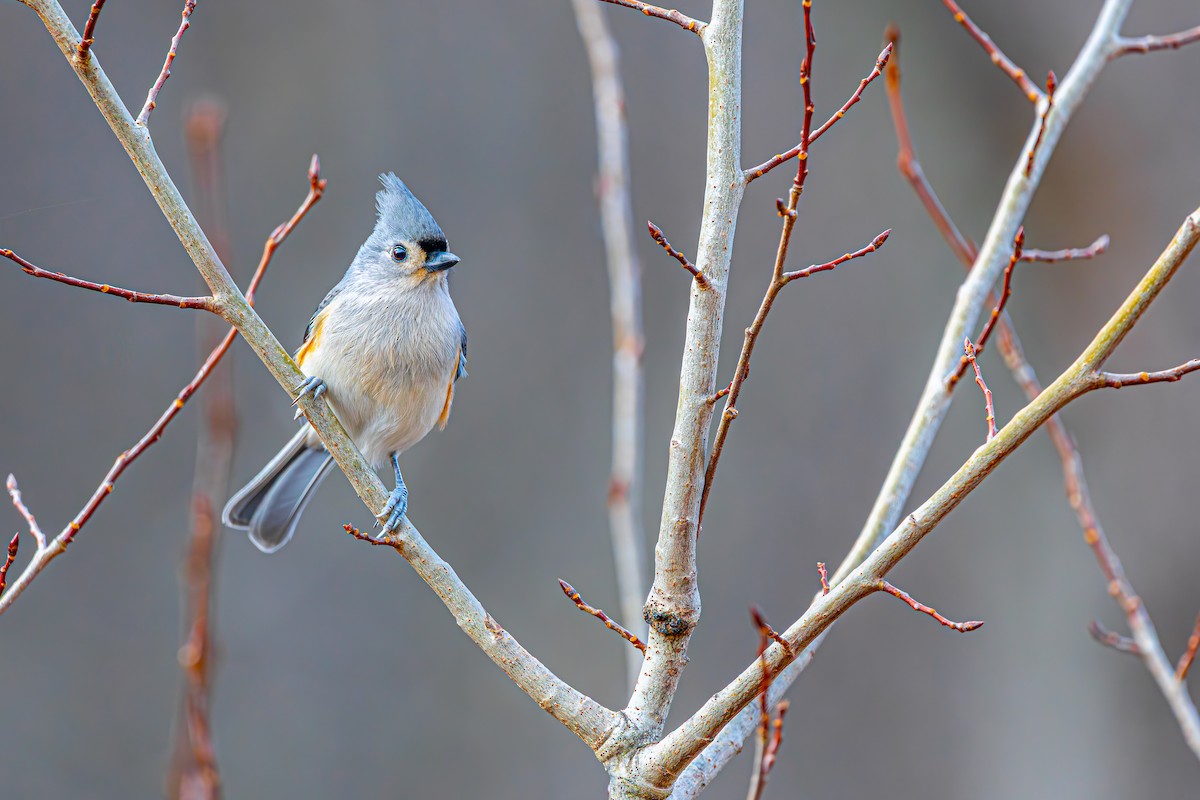 Tufted Titmouse - ML645722515