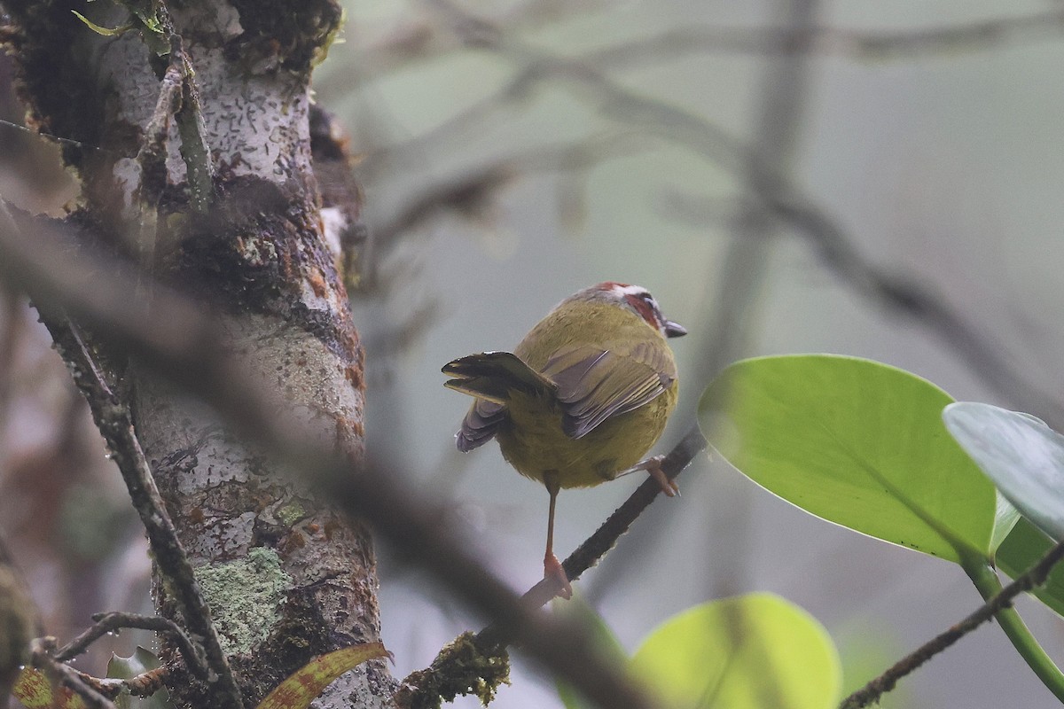 Paruline de Delattre - ML645722518