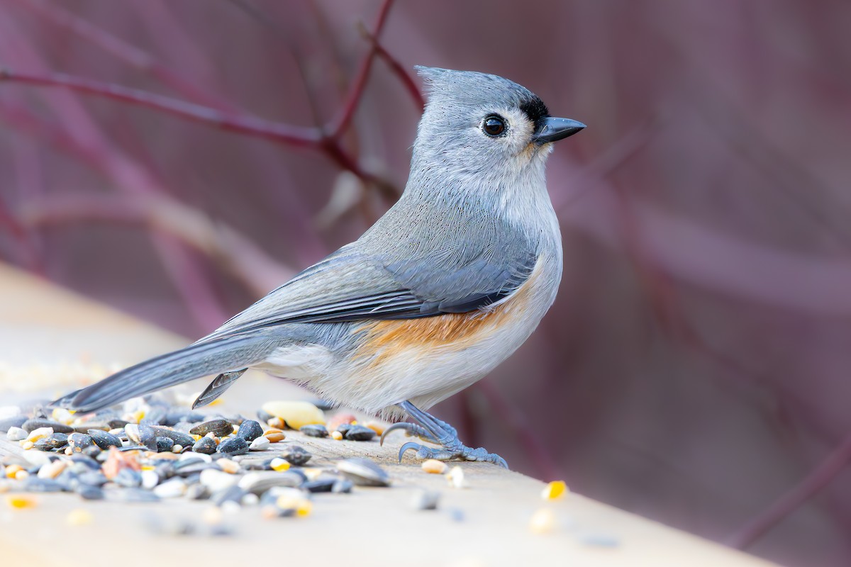 Tufted Titmouse - ML645722519