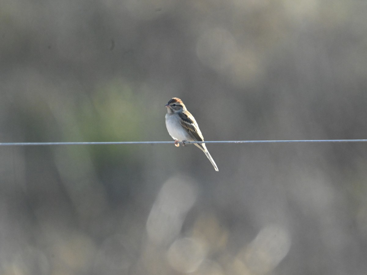 Chipping Sparrow - ML645722520