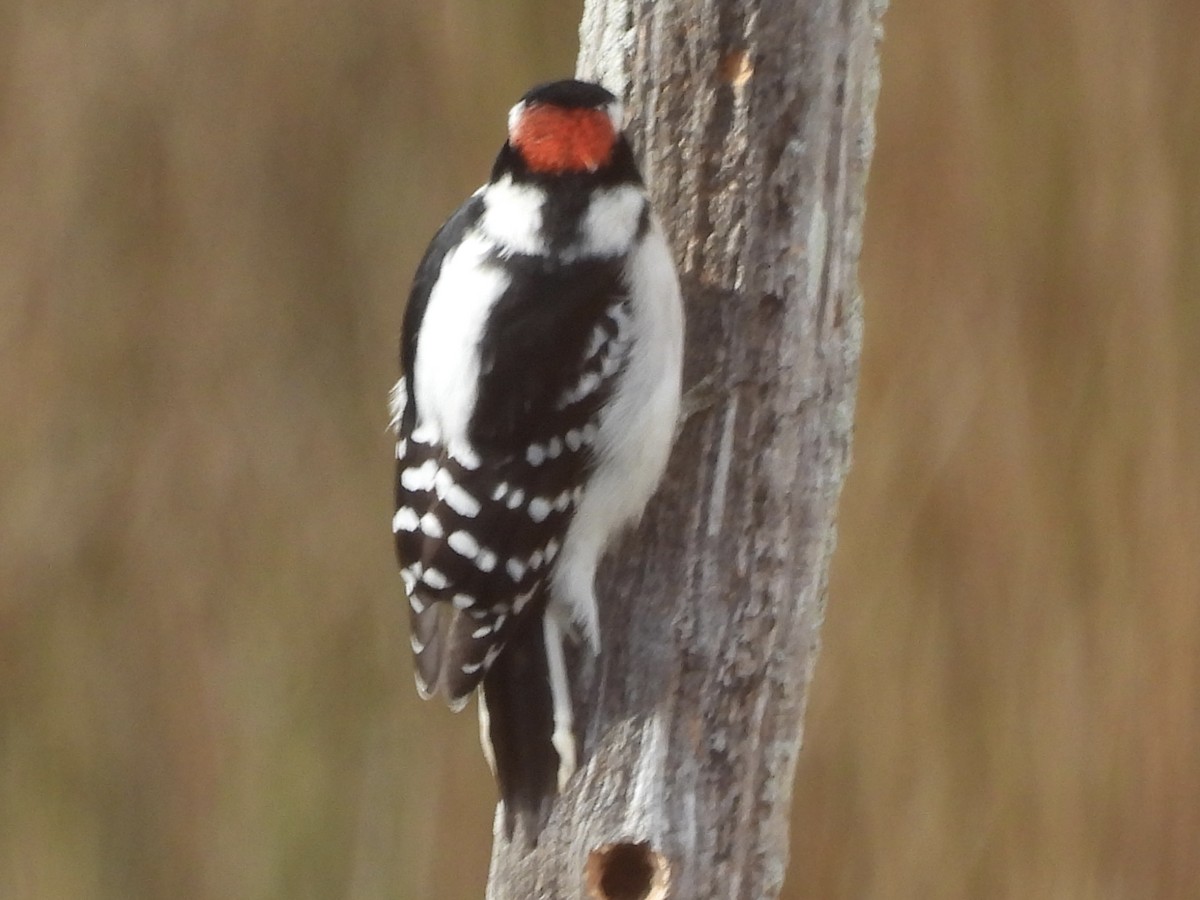 Downy Woodpecker - ML645722521