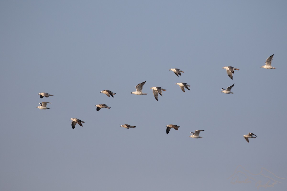 Zafferano (heuglini) - ML645722522